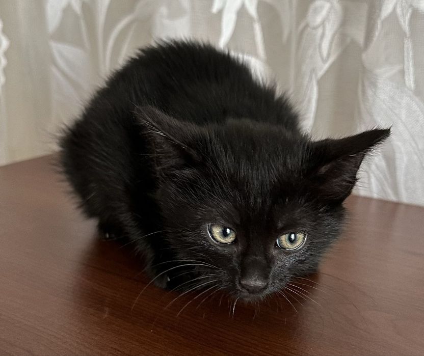 Віддам кошенят в добрі руки.