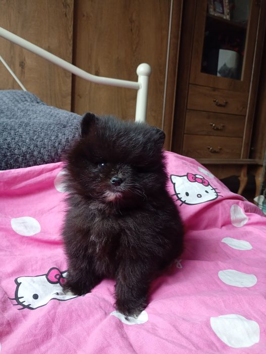 Szpic miniaturowy suczka