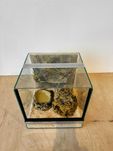 Terrarium szklane z pustynnym wystrojem 30x30x30 cm. AlleTerra
