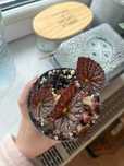 Begonia rex Chayo #2
