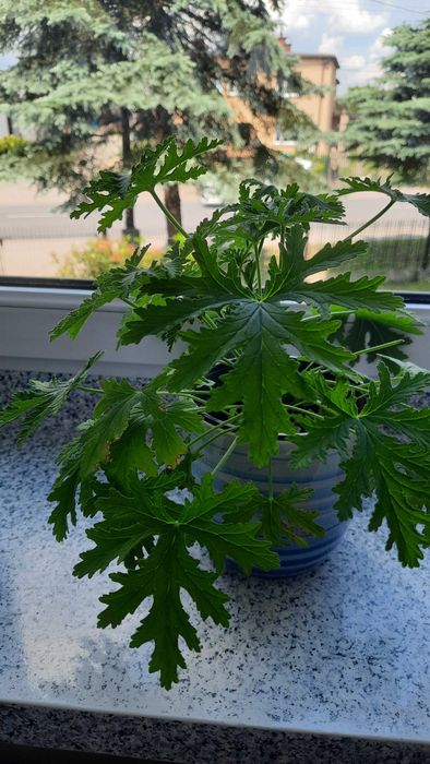 Geranium, anginka, pelargonia pachnąca, ruzyndla