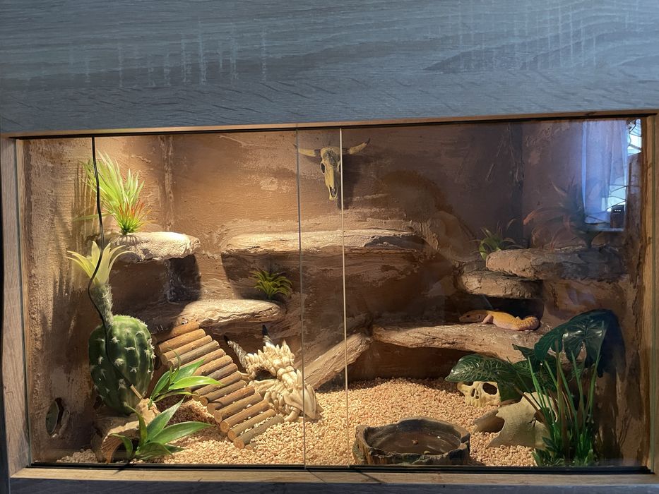Gekon lamparci z terrarium