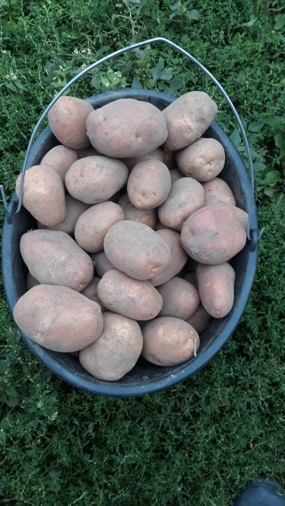 Продам картоплю сорт біла роса і отолія