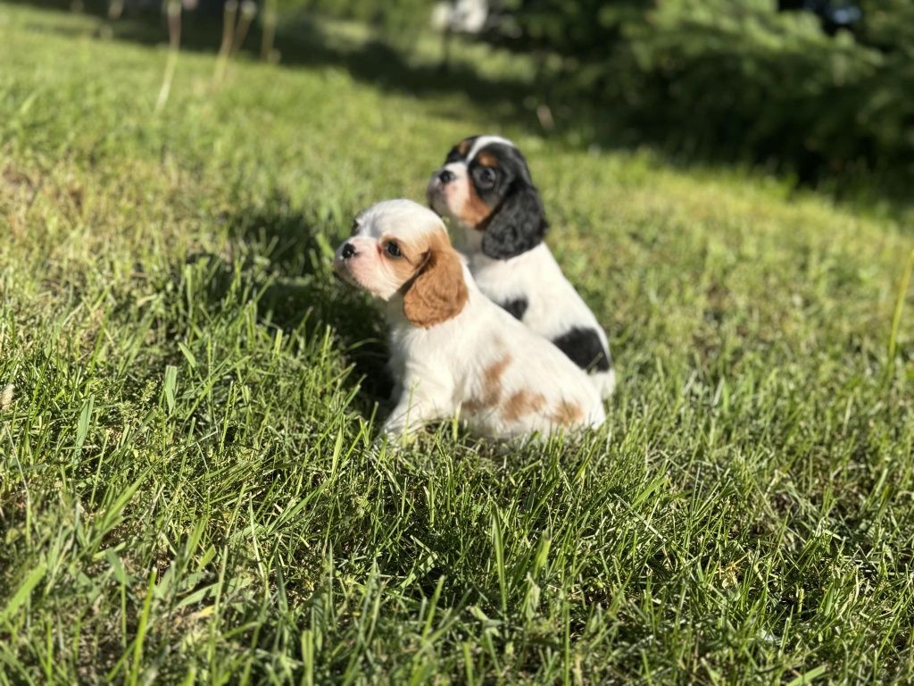 Suczka Cavalier king Charles spaniel