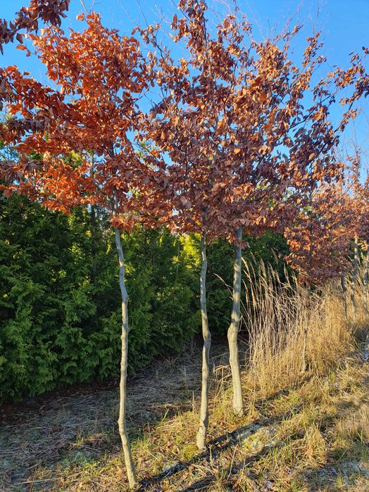 BUK POSPOLITY Fagus sylvatica H400cm ob. 16-20cm kopany Maszyną