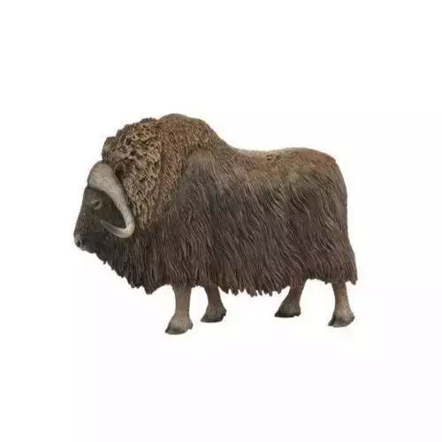 Piżmowół arktyczny. Collecta