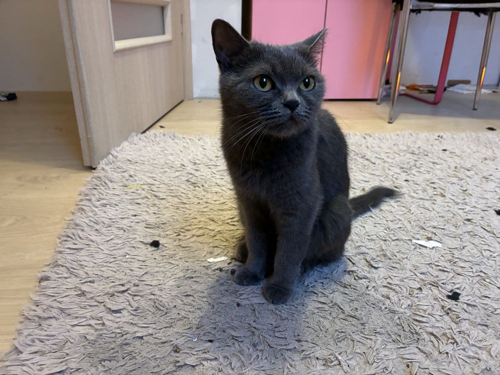 Kotka do adopcji / 10 tyg. oddam za darmo