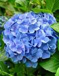 HORTENSJA NIKKO BLUE - sadzonki w doniczkach !!!