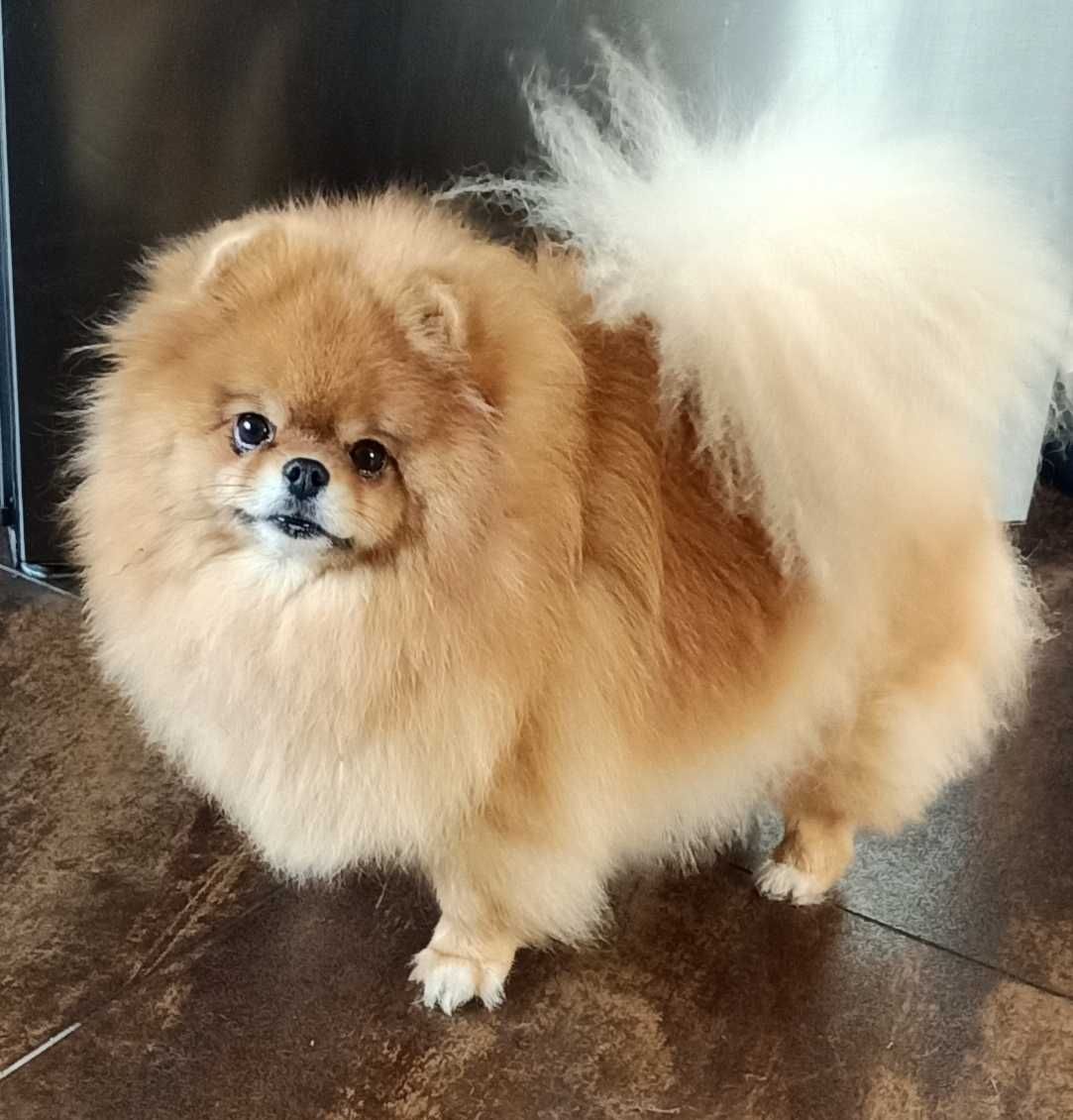 Bardzo miły chłopak pomeranian