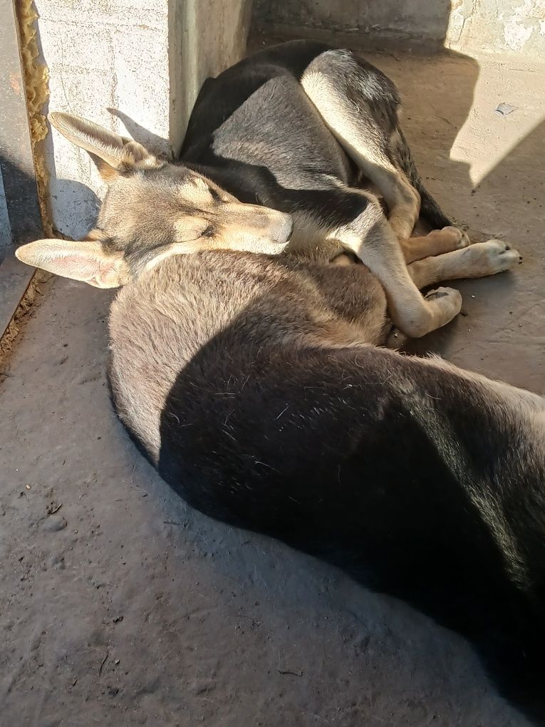 Цуценята собачата