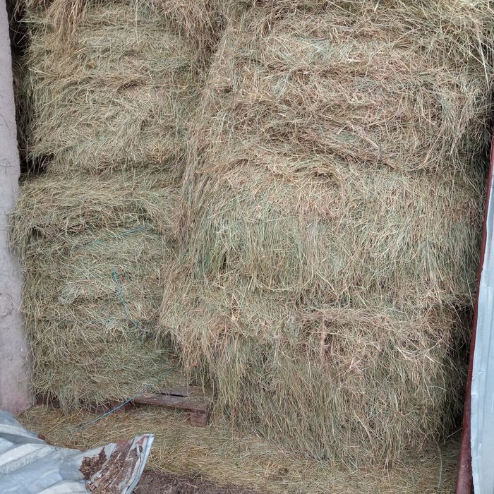 Siano rolki 120/130