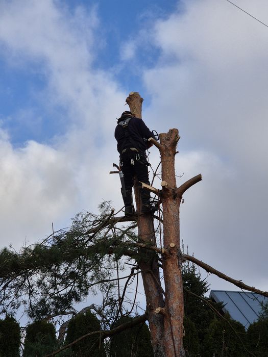 Wycinka drzew / Usługi rębakiem / Pielęgnacja zieleni