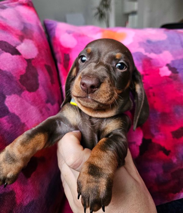 Jamnik Suka czekoladowa brązowa