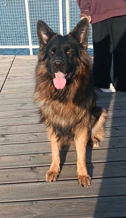 Owczarek niemiecki długowłosy ZKwP FCI