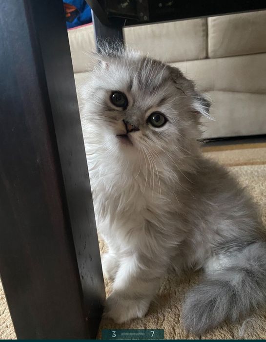 Котик приглашает на вязку.