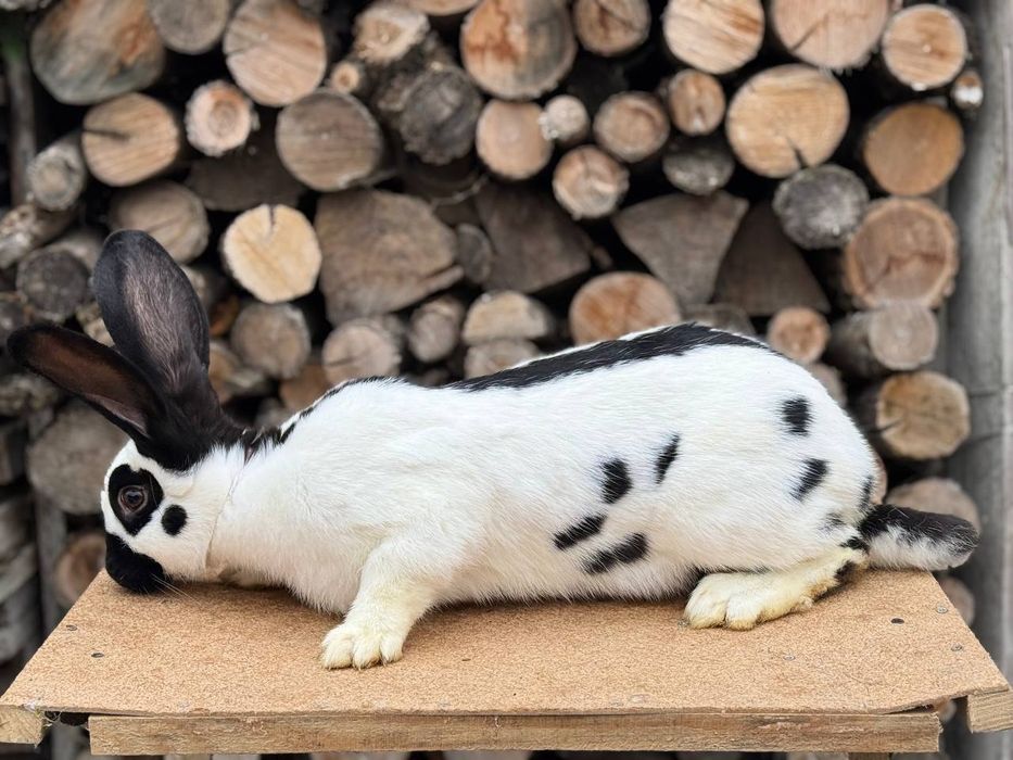Самці, самки німецький  строкатий велетень