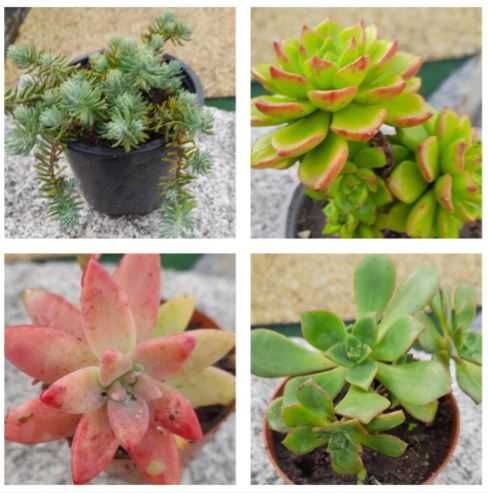 Suculentas em vaso 10,5 cm - 1 €