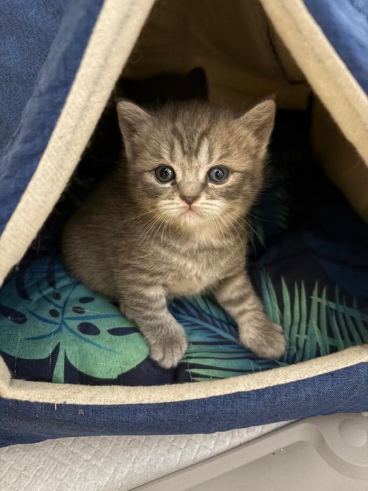 Kocięta brytyjskie krótkowłose z rodowodem – rodzina LunaPark