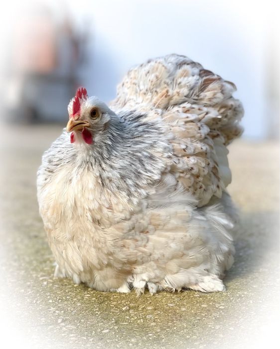 Frangos Pekin 2025