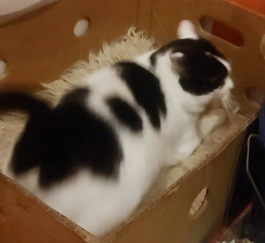 Кошечка Маша черно белая красивая игривая ласковая 1.5г стерил. кошка