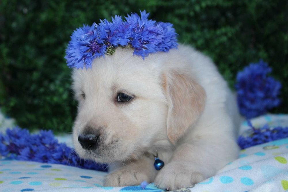 *Suczka Golden retriever FCI*
