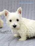 West Highland White Terrier - szczeniaki