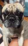 Bulldog Francês Macho para Adoção Responsável – Vila Real