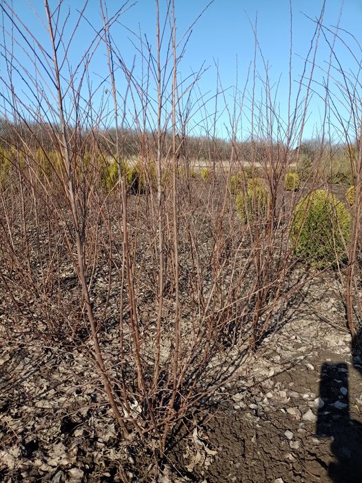 Спирея Вангута кустарник лиственный