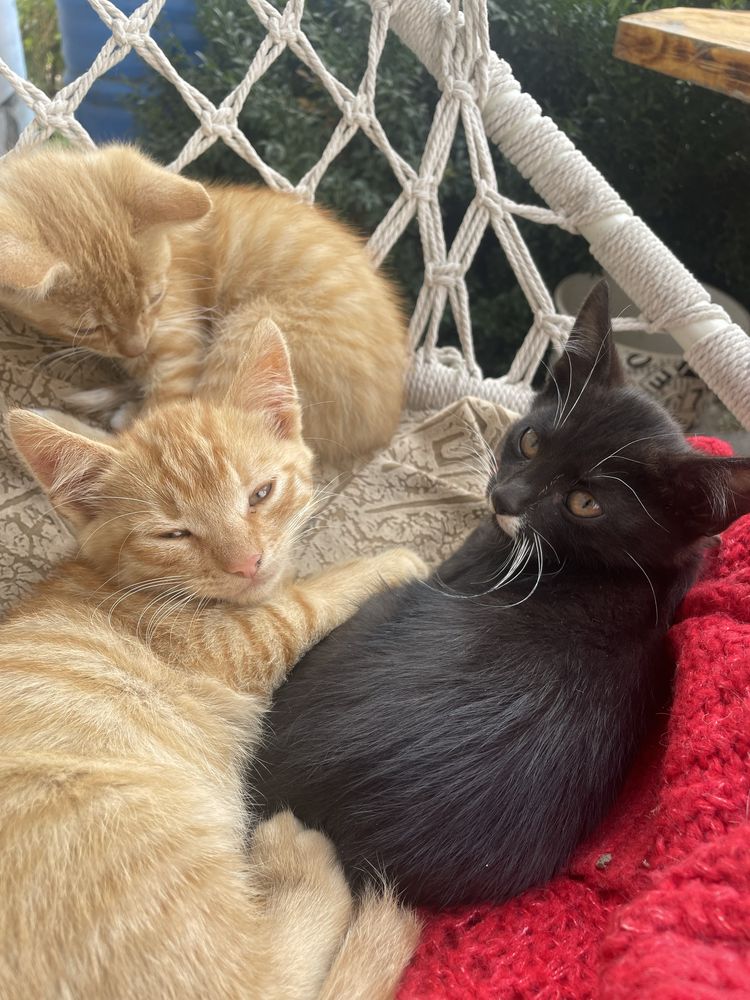 Котики безкоштовно