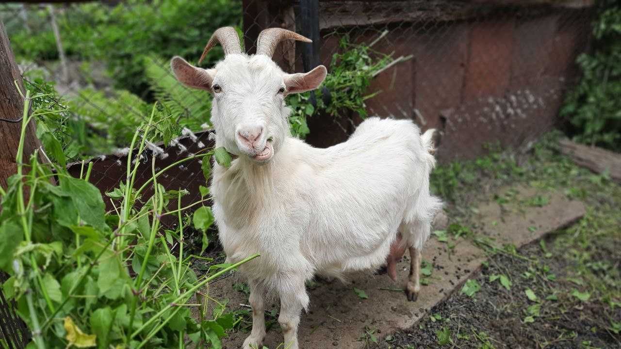 Продам дійну козу. Дає 4,5л молока в день