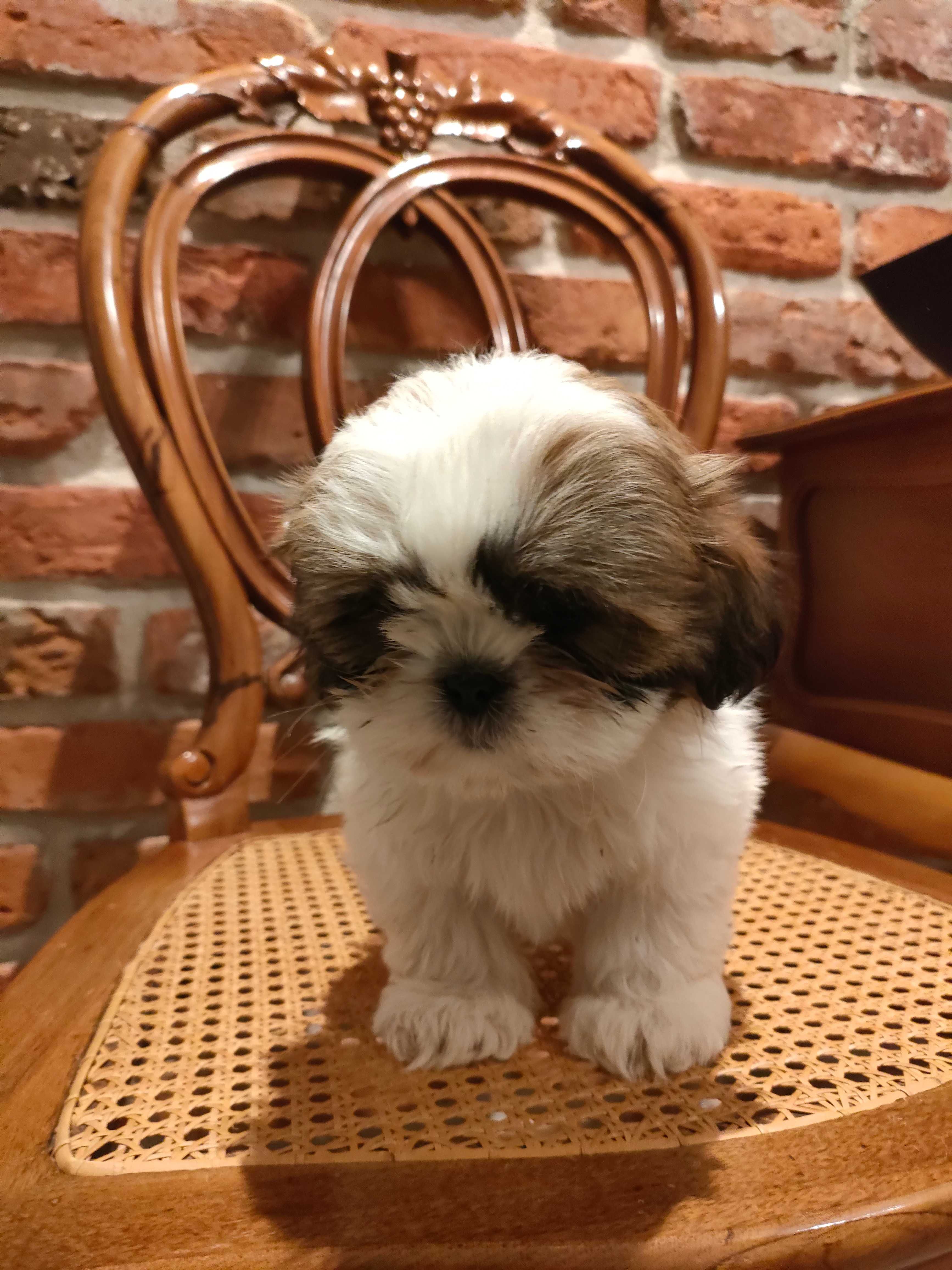 Shihtzu śliczny piesek