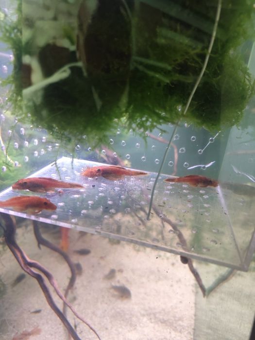 Casais ancistrus laranja