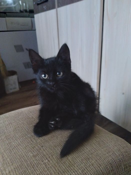 Віддам в добрі руки шотландську короткошерсту кицю. І чорнявого хлопця