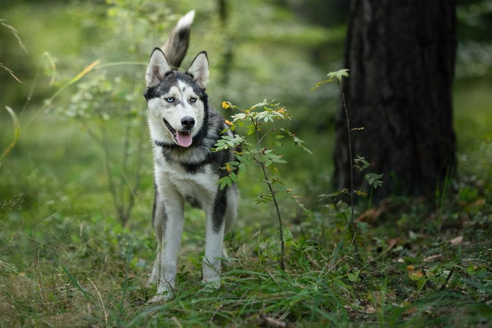 Hodor 5-miesięczny szczeniak husky szuka aktywnego domu