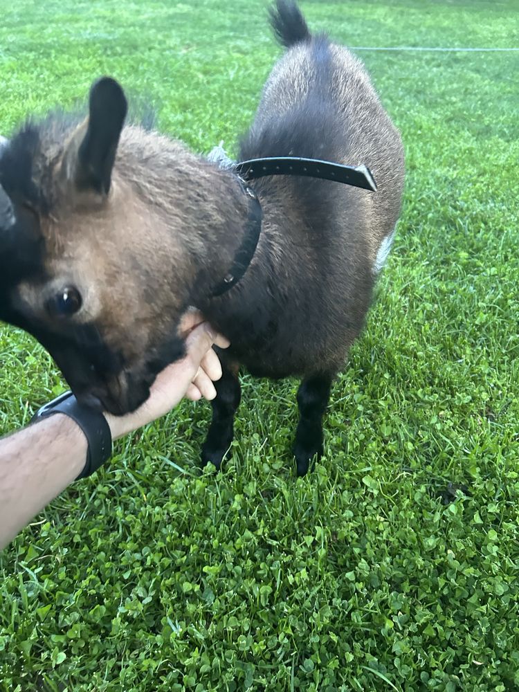 Cabrito macho Anão