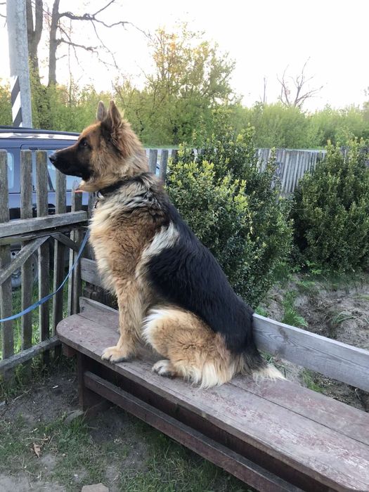 Німецька вівчарка, кобель, хлопчик для в‘язки (случки, вязки)