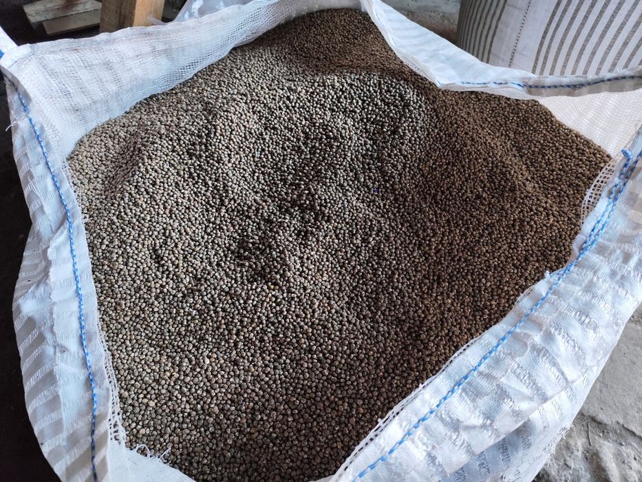 Łubin wąskolistny gorzki Karo niedesykowany oczyszcony