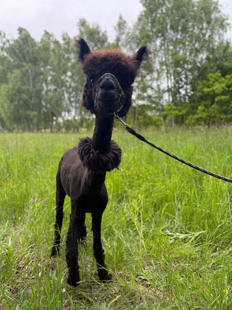 Alpaca alpaka samiec huacaya