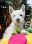 West highland white terrier - piesek ZKWP FCI