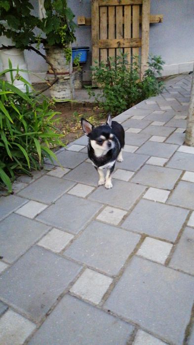 Породистый парень Чихуахуа  ищет невесту , вязка