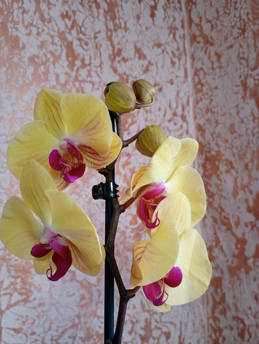 Орхідея квітуча рослини