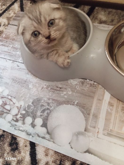 Шотландские котята