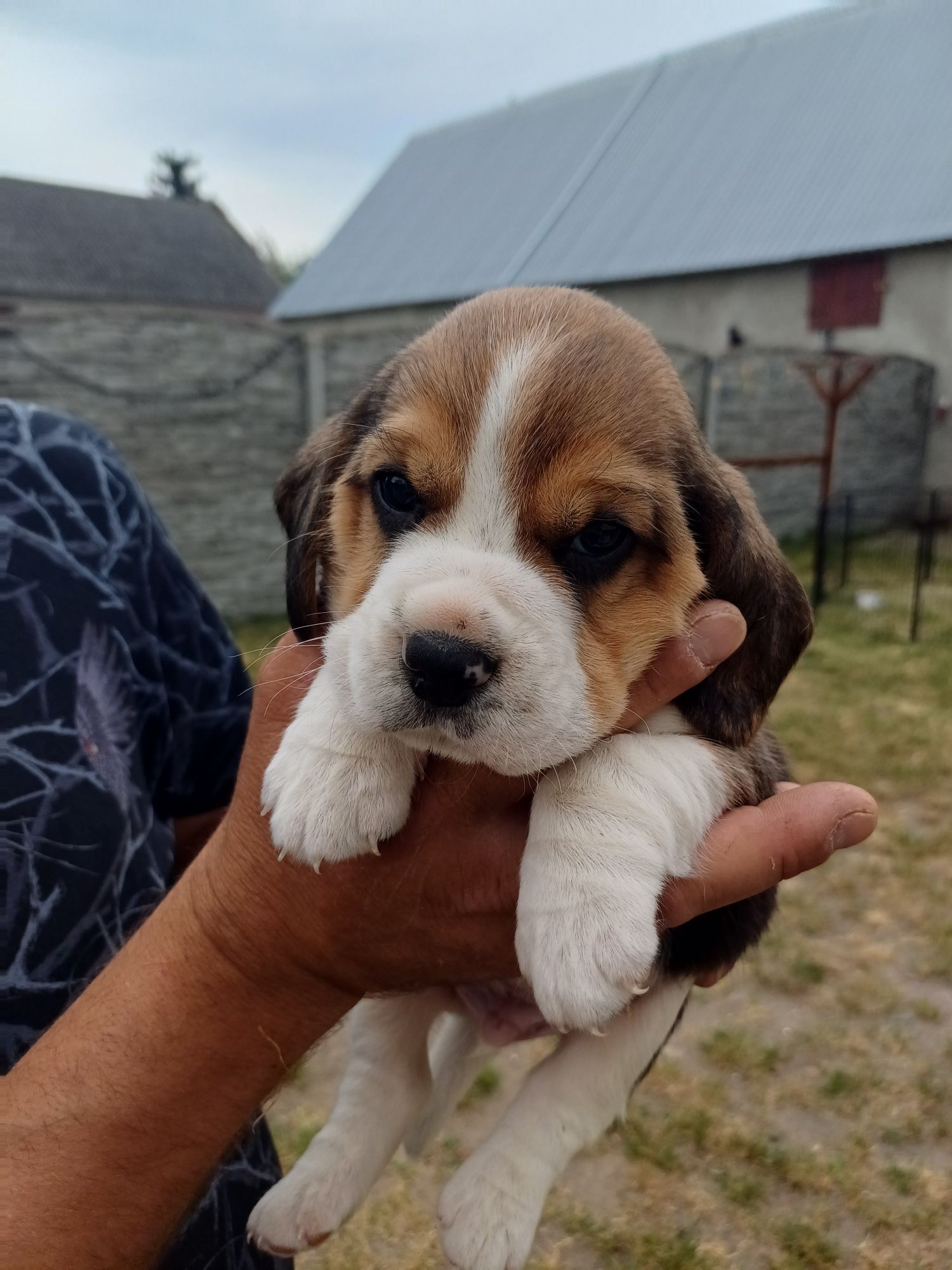 Suczka rasy Beagle