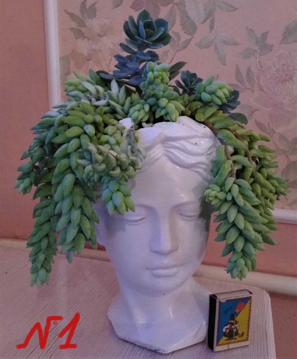 эхеверия микс суккулент кактус эпифиллум