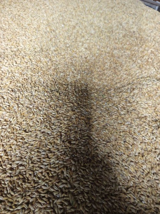 Jęczmień ozimy paszowy pszenica zboże