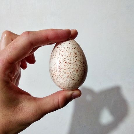 Домашние индюшиные яйца | Съедобные / Инкубационные