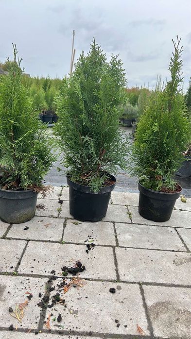 Туя смарагд-різні розміри-відправка