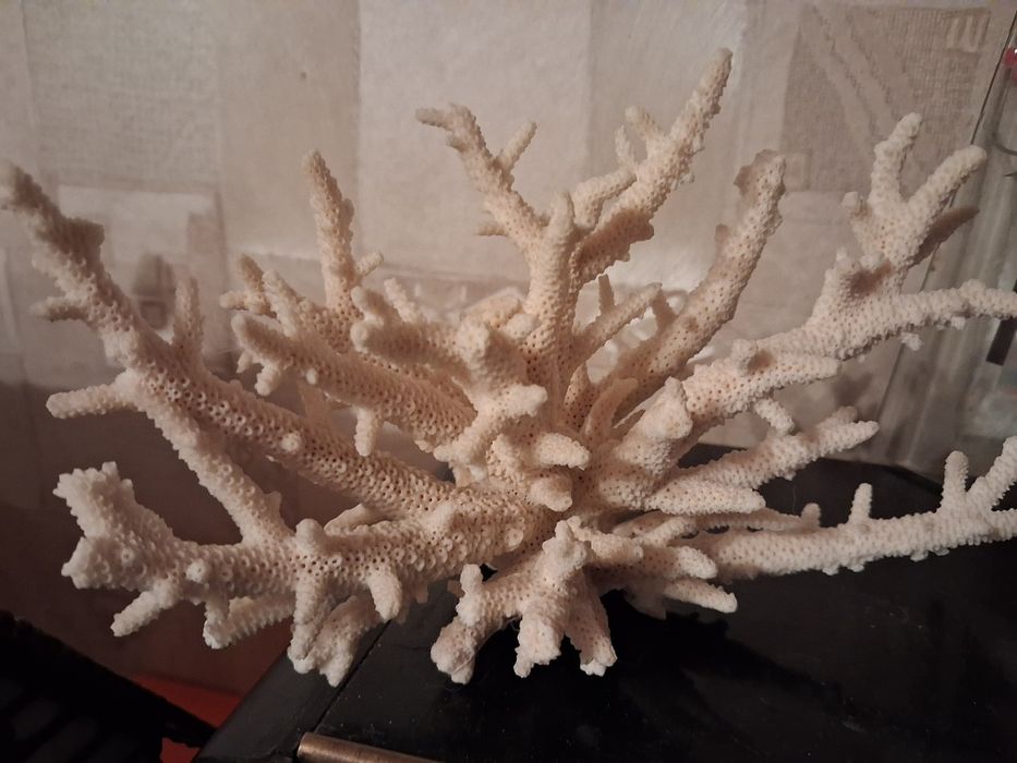 Коралл натуральний океаничний