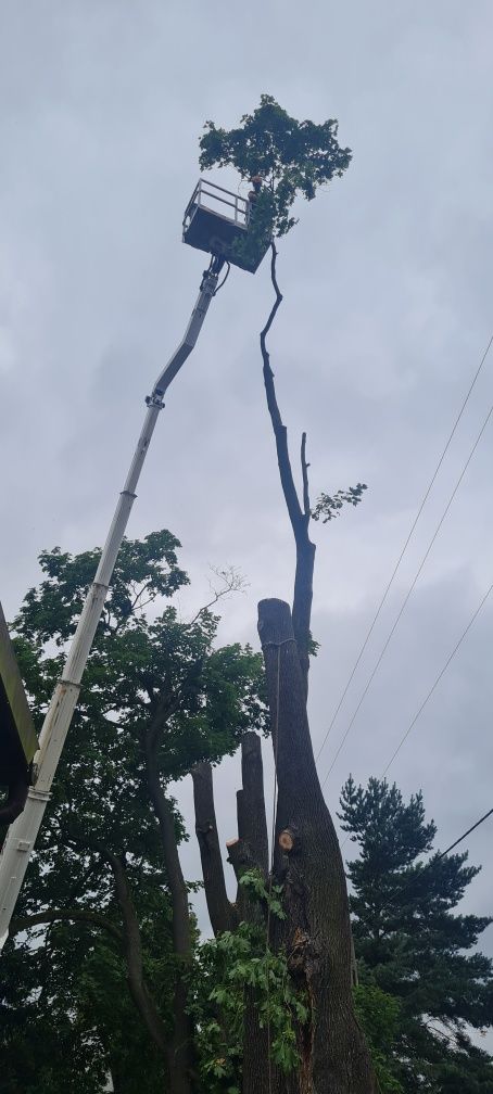 Wycinka drzew, przycinka, cięcie, karczowanie działek, rębak