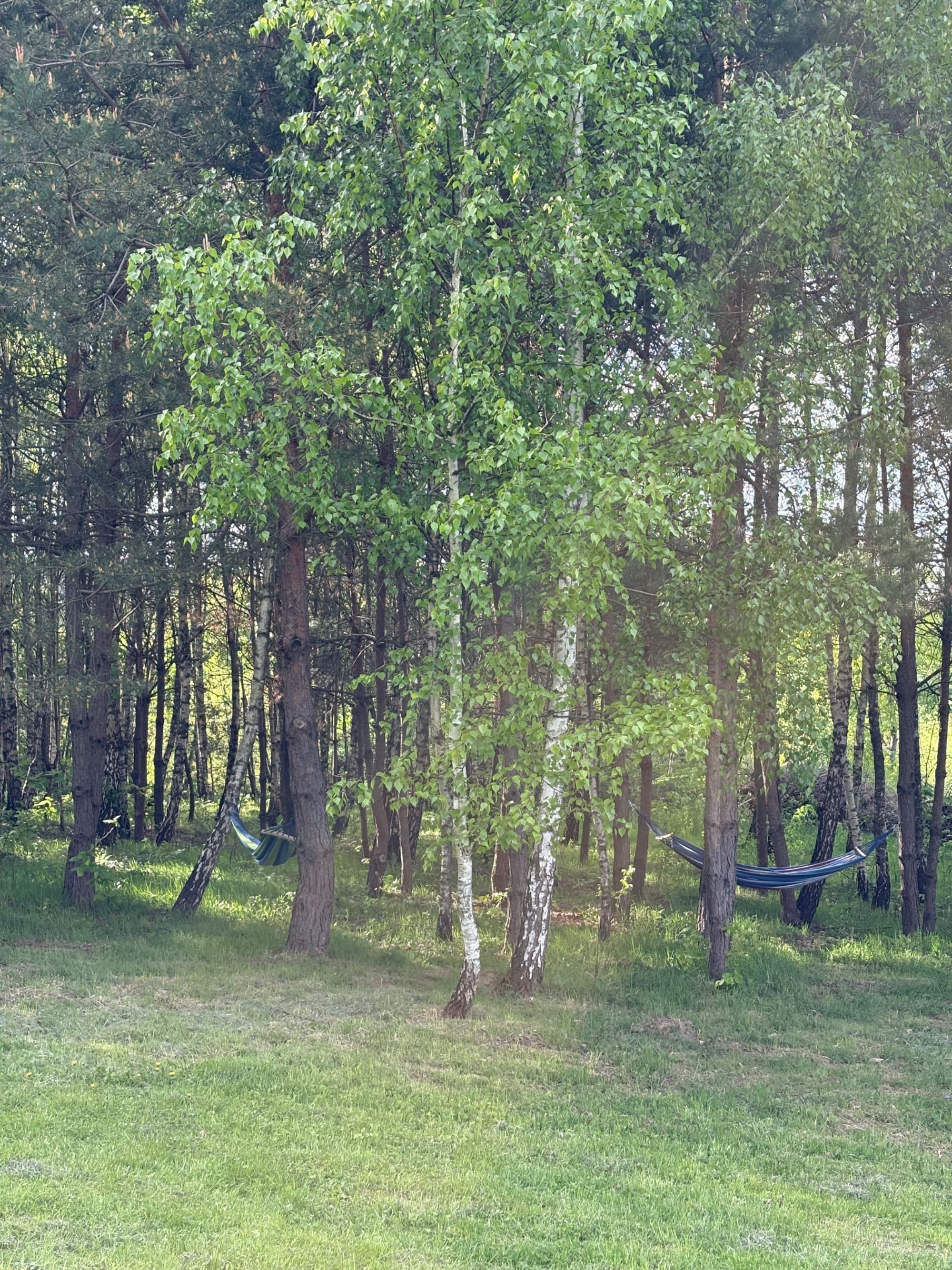 Dom do wynajęcia Bieszczady ,,Brzozowy Gaj”